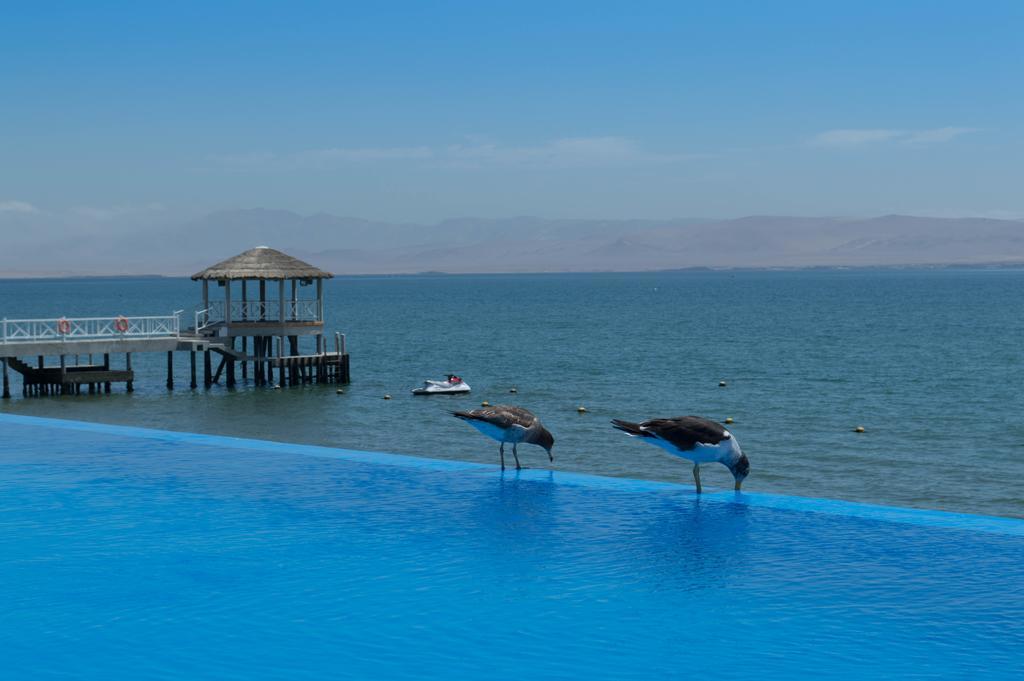 Apartment Frente A Islas Ballestas Paracas